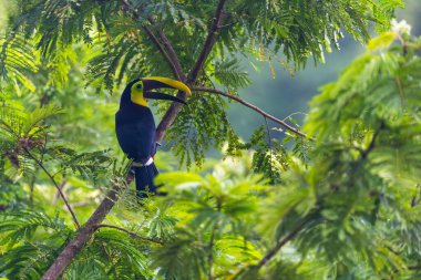Yılan gagalı Toucan - Ramphastos sülfuratus, Kosta Rika ormanından çok renkli gagalı büyük renkli tukan.