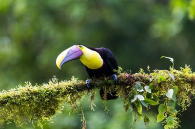 Yılan gagalı Toucan - Ramphastos sülfuratus, Kosta Rika ormanından çok renkli gagalı büyük renkli tukan.