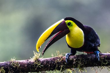 Yılan gagalı Toucan - Ramphastos sülfuratus, Kosta Rika ormanından çok renkli gagalı büyük renkli tukan.