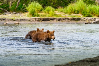 Topraklara hükmeden Kamçatka 'nın kahverengi ayıları (Ursus arctos beringianus)
