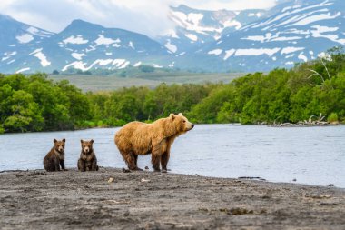 Topraklara hükmeden Kamçatka 'nın kahverengi ayıları (Ursus arctos beringianus)