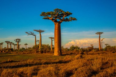 Baobab ağaçları gün batımında Madagaskar 'da Baobab Bulvarı' nda