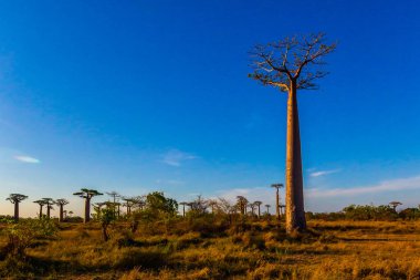 Baobab ağaçları gün batımında Madagaskar 'da Baobab Bulvarı' nda