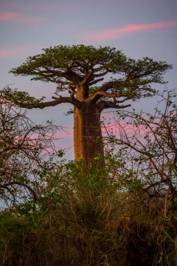 Baobab ağaçları gün batımında Madagaskar 'da Baobab Bulvarı' nda