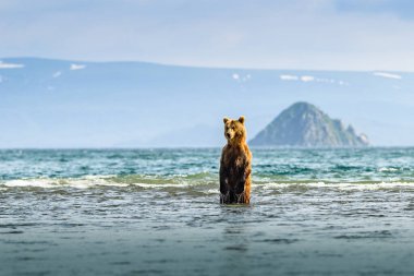 Topraklara hükmeden Kamçatka 'nın kahverengi ayıları (Ursus arctos beringianus)