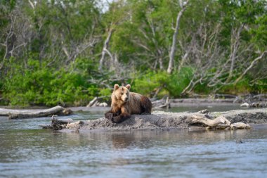 Topraklara hükmeden Kamçatka 'nın kahverengi ayıları (Ursus arctos beringianus)