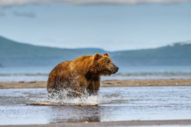 Topraklara hükmeden Kamçatka 'nın kahverengi ayıları (Ursus arctos beringianus)