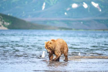 Topraklara hükmeden Kamçatka 'nın kahverengi ayıları (Ursus arctos beringianus)