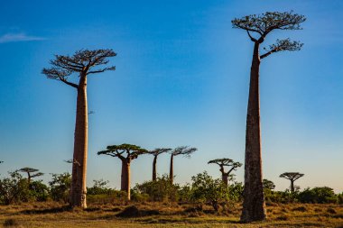 Baobab ağaçları gün batımında Madagaskar 'da Baobab Bulvarı' nda