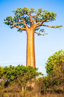 Baobab ağaçları gün batımında Madagaskar 'da Baobab Bulvarı' nda