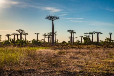 Baobab ağaçları gün batımında Madagaskar 'da Baobab Bulvarı' nda