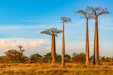 Baobab ağaçları gün batımında Madagaskar 'da Baobab Bulvarı' nda