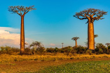 Baobab ağaçları gün batımında Madagaskar 'da Baobab Bulvarı' nda
