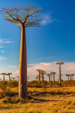 Baobab ağaçları gün batımında Madagaskar 'da Baobab Bulvarı' nda