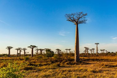 Baobab ağaçları gün batımında Madagaskar 'da Baobab Bulvarı' nda
