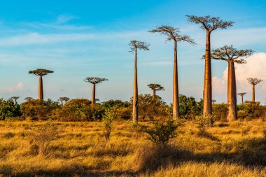 Baobab ağaçları gün batımında Madagaskar 'da Baobab Bulvarı' nda