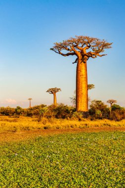 Baobab ağaçları gün batımında Madagaskar 'da Baobab Bulvarı' nda