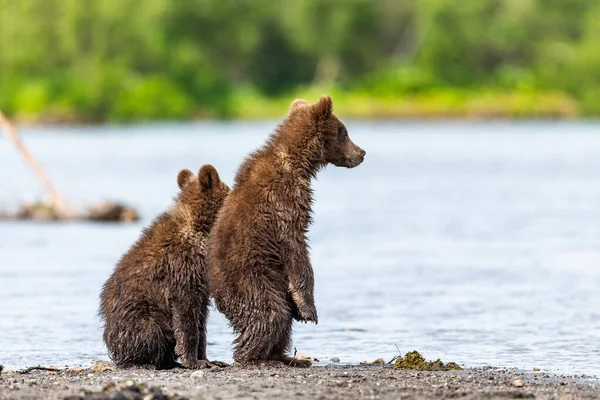 Härska Över Landskapet Bruna Björnar Kamchatka Ursus Arctos Beringianus — Stockfoto