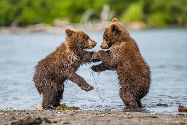 堪察加半岛的棕熊 Ursus Arctos Berπanus 统治着整个风景 — 图库照片