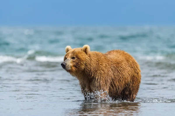 堪察加半岛的棕熊 Ursus Arctos Berπanus 统治着整个风景 — 图库照片