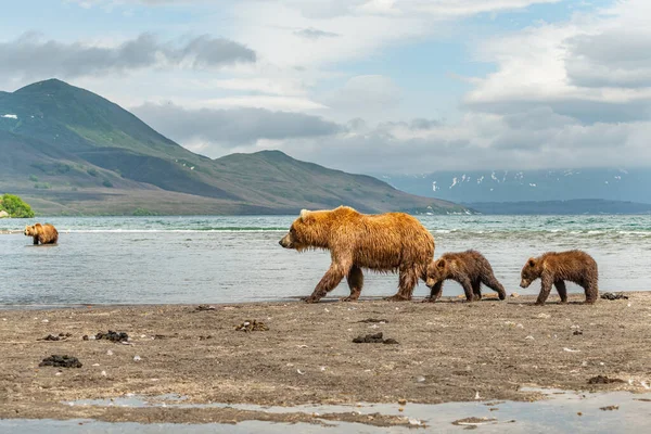 Härska Över Landskapet Bruna Björnar Kamchatka Ursus Arctos Beringianus — Stockfoto