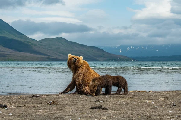 Gobernando Paisaje Osos Pardos Kamchatka Ursus Arctos Beringianus —  Fotos de Stock