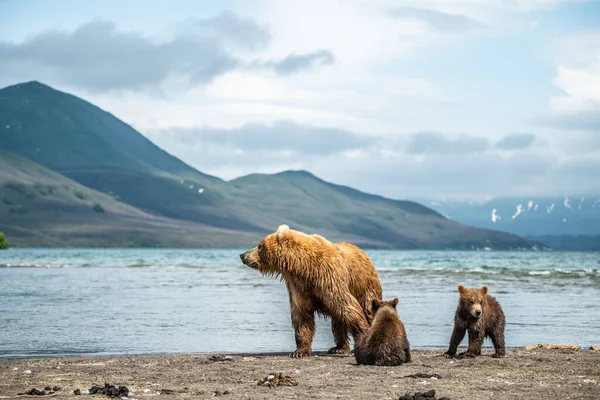 Gobernando Paisaje Osos Pardos Kamchatka Ursus Arctos Beringianus —  Fotos de Stock