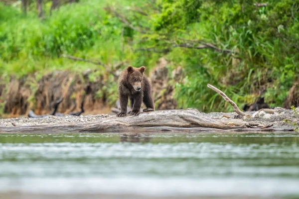 堪察加半岛的棕熊 Ursus Arctos Berπanus 统治着整个风景 — 图库照片