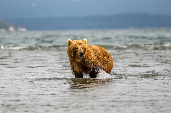 堪察加半岛的棕熊 Ursus Arctos Berπanus 统治着整个风景 — 图库照片