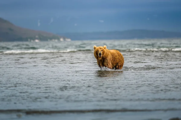 Réglant Paysage Les Ours Bruns Kamchatka Ursus Arctos Beringianus — Photo