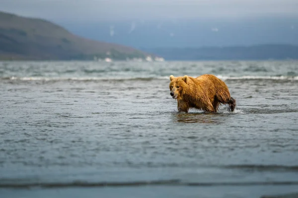 Gobernando Paisaje Osos Pardos Kamchatka Ursus Arctos Beringianus —  Fotos de Stock