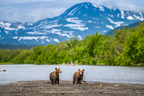 Réglant Paysage Les Ours Bruns Kamchatka Ursus Arctos Beringianus — Photo