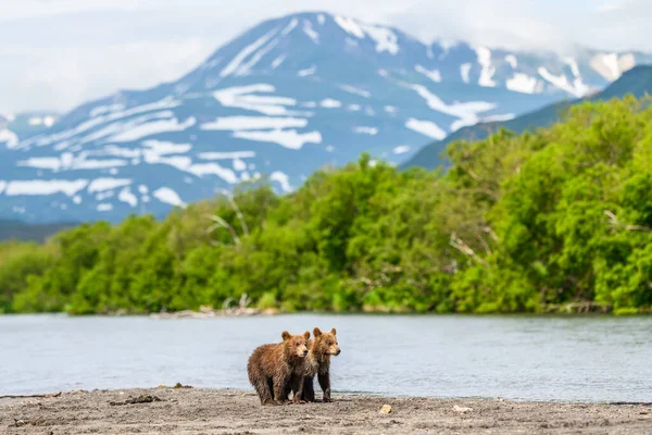 Die Braunbären Von Kamtschatka Ursus Arctos Beringianus Beherrschen Die Landschaft — Stockfoto