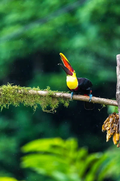 Yılan Gagalı Toucan Ramphastos Sülfuratus Kosta Rika Ormanından Çok Renkli — Stok fotoğraf