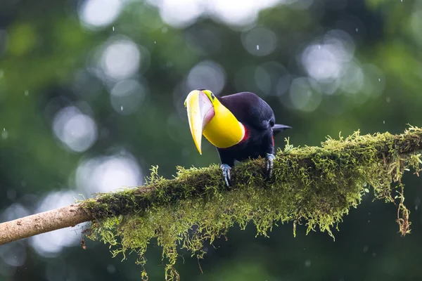 Тукан Килем Ramphastos Sulfuratus Большой Цветной Тукан Леса Коста Рики — стоковое фото