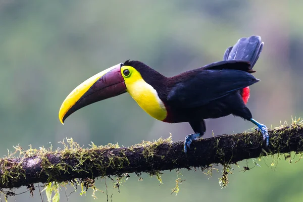 Keel Billed Toucan Ramphastos Sulfuratus Velký Barevný Toucan Kostarického Lesa — Stock fotografie