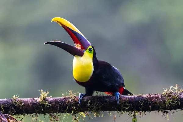 Keel Billed Toucan Ramphastos Sulfuratus Velký Barevný Toucan Kostarického Lesa — Stock fotografie