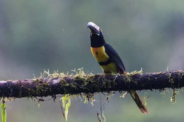 Guaina Colombie Grande Étonnante Montagne Mavicure Pajarito — Photo