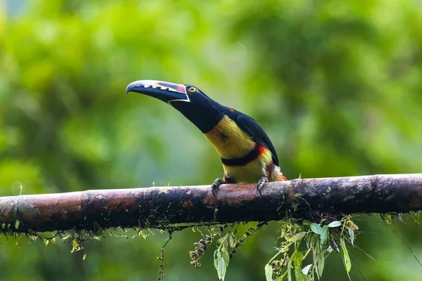 Guaina Colômbia Grande Incrível Montanha Mavicure Pajarito — Fotografia de Stock