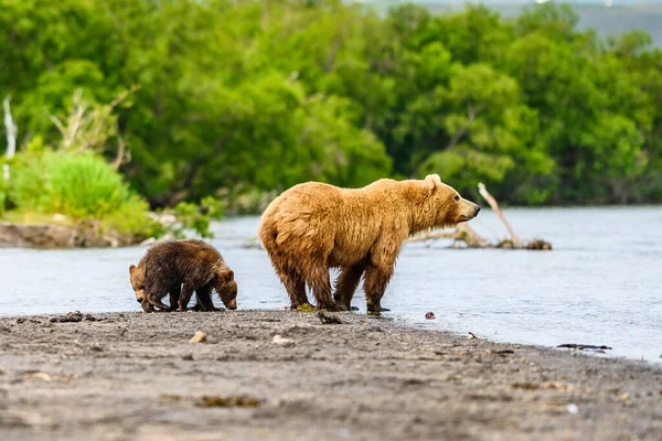 堪察加半岛的棕熊 Ursus Arctos Berπanus 统治着整个风景 — 图库照片