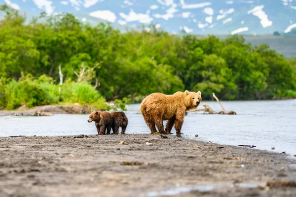 堪察加半岛的棕熊 Ursus Arctos Berπanus 统治着整个风景 — 图库照片