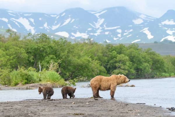 Gobernando Paisaje Osos Pardos Kamchatka Ursus Arctos Beringianus —  Fotos de Stock