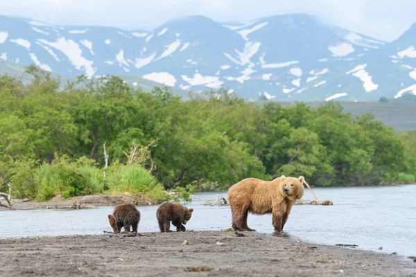 Gobernando Paisaje Osos Pardos Kamchatka Ursus Arctos Beringianus — Foto de Stock