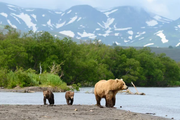 堪察加半岛的棕熊 Ursus Arctos Berπanus 统治着整个风景 — 图库照片