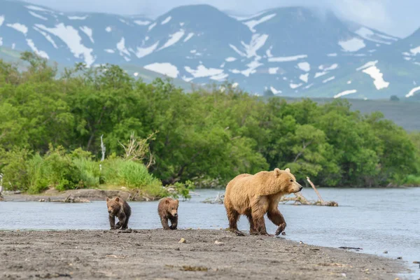 Gobernando Paisaje Osos Pardos Kamchatka Ursus Arctos Beringianus —  Fotos de Stock