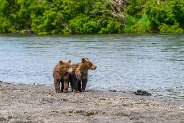 Rządzące Krajobrazem Niedźwiedzie Brunatne Kamczatki Ursus Arctos Beringianus — Zdjęcie stockowe