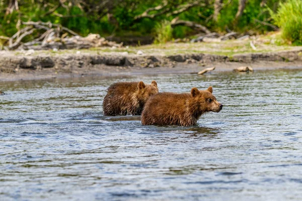 Het Landschap Regeren Bruine Beren Van Kamchatka Ursus Arctos Beringianus — Stockfoto