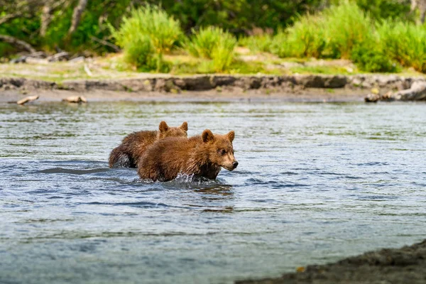 Просуваючись Ландшафту Бурі Ведмеді Камчатки Ursus Arctos Beringianus — стокове фото