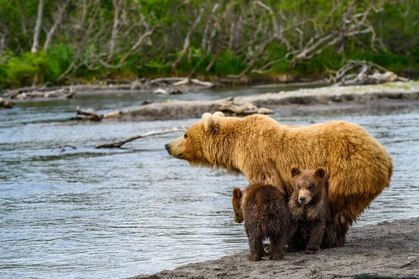 堪察加半岛的棕熊 Ursus Arctos Berπanus 统治着整个风景 — 图库照片