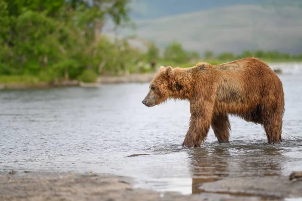 堪察加半岛的棕熊 Ursus Arctos Berπanus 统治着整个风景 — 图库照片